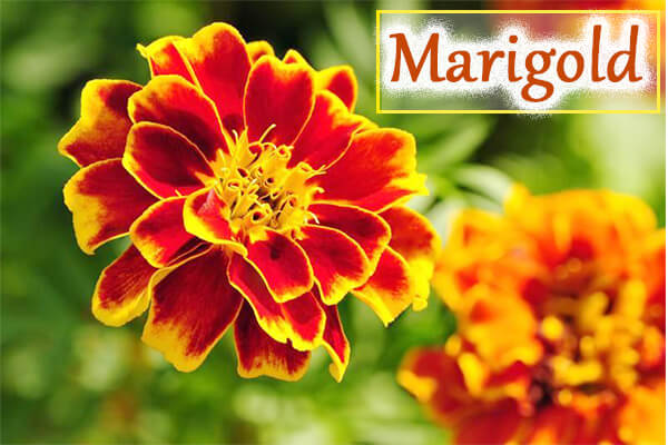 marigold - sunflower