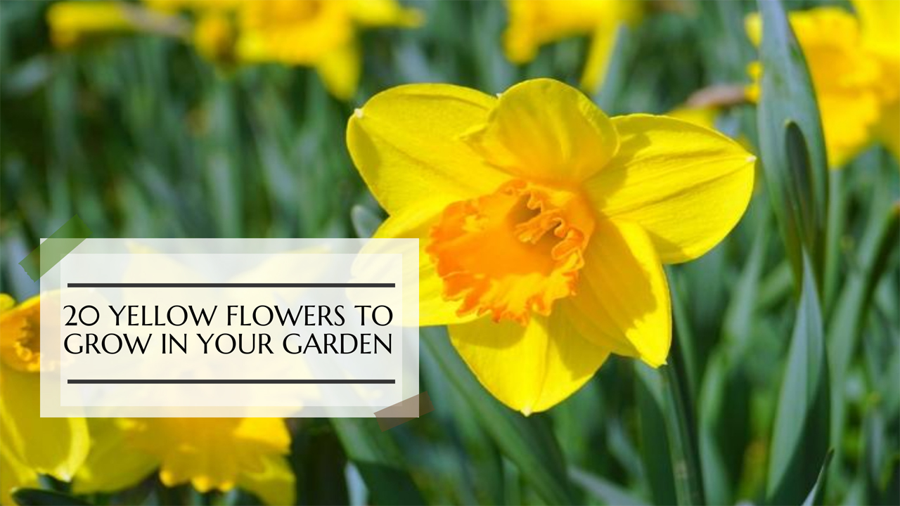 yellow flowers to grow in garden