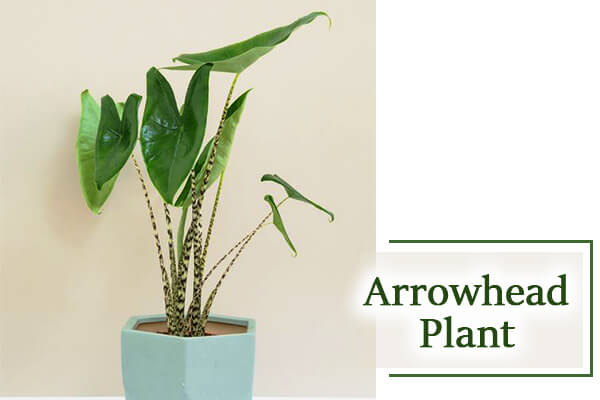 Arrowhead Plant