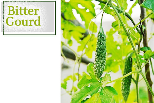 Bitter Gourd