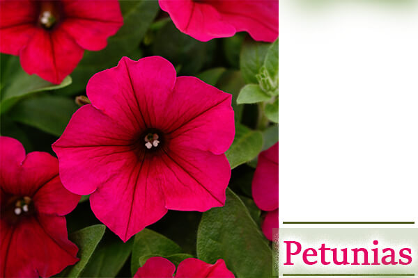 Petunias