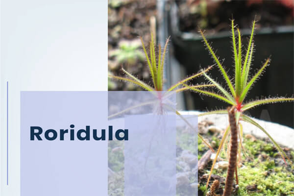 Roridula