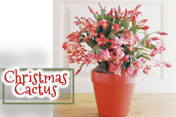 christmas cactus succulent