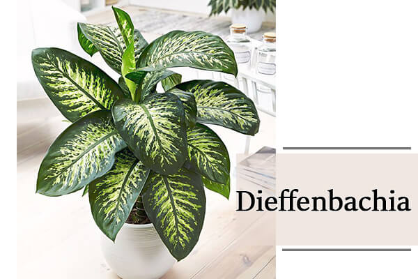 Dieffenbachia