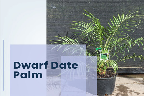 Dwarf Date Palm