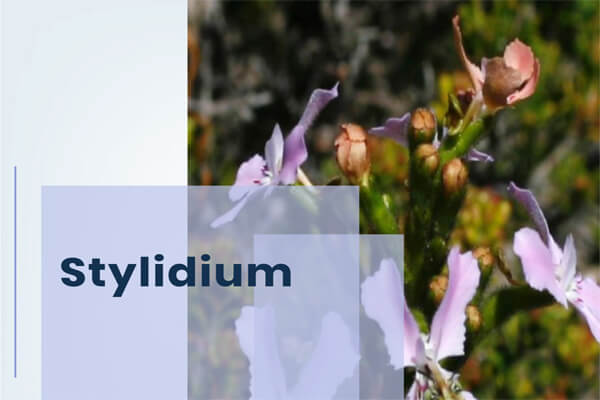 Stylidium