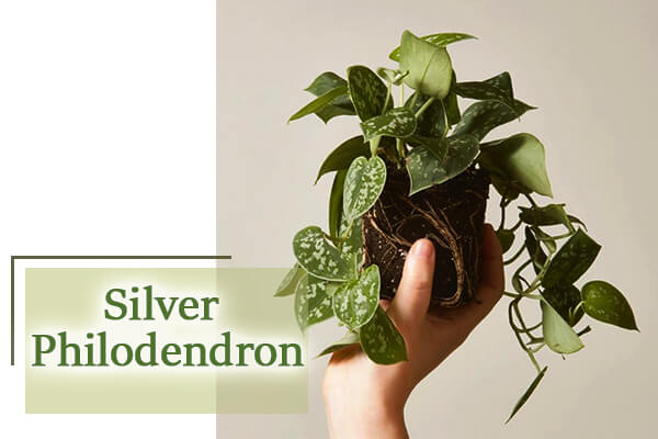 Silver Philodendron