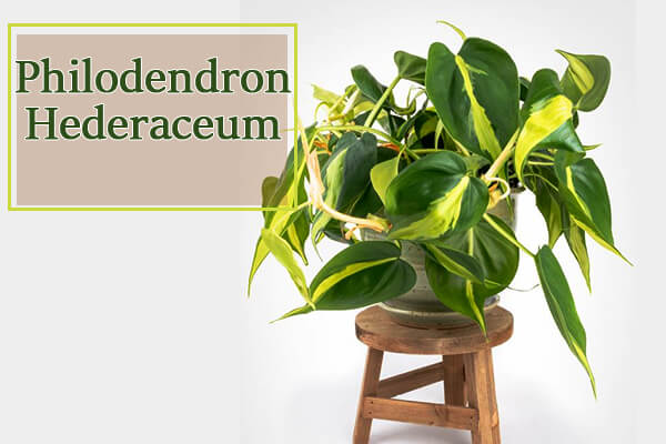 Philodendron Hederaceum