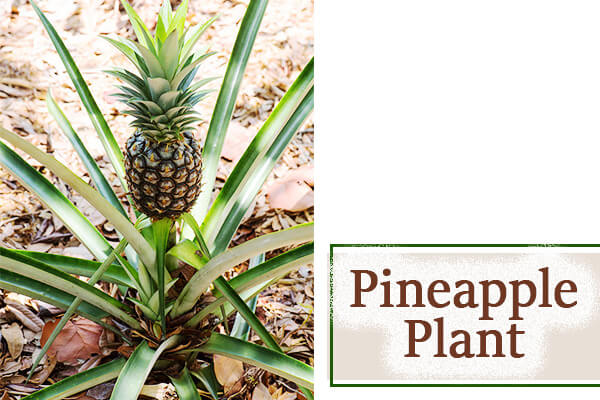 Pineapple Plant