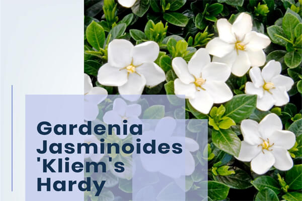 Gardenia Jasminoides 'Kliem's Hardy