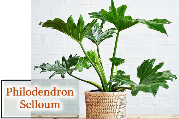 Philodendron Selloum