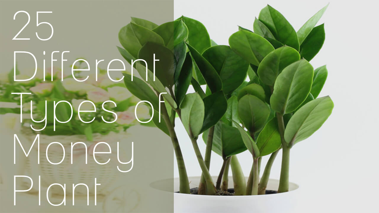 different types of money plants and benefits