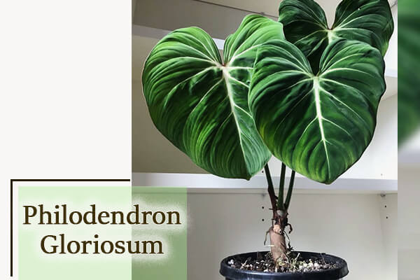 Philodendron Gloriosum