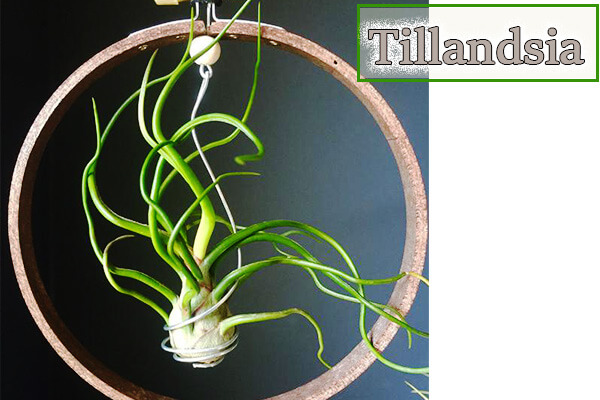 Tillandsia
