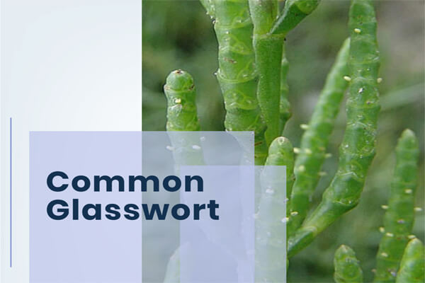 Common Glasswort Succulent
