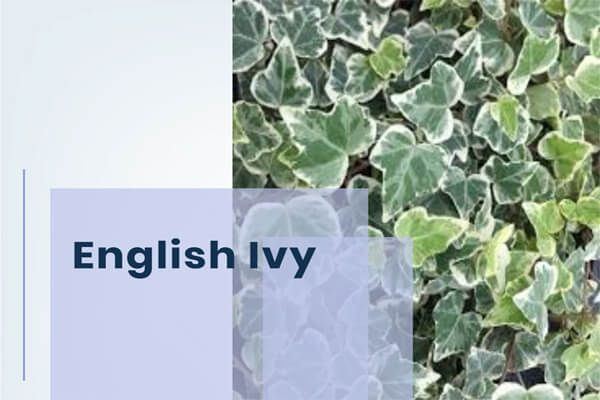 English Ivy
