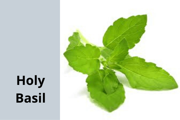 Holy Basil