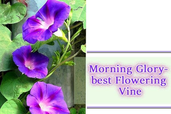 Morning glory vine