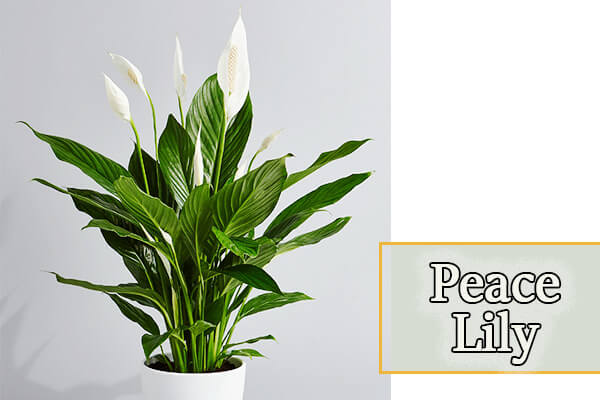 Peace Lily