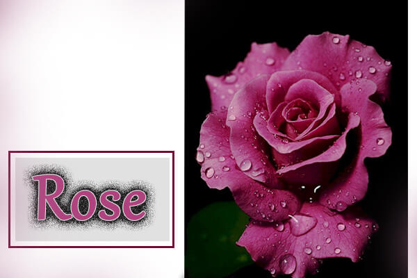 Rose