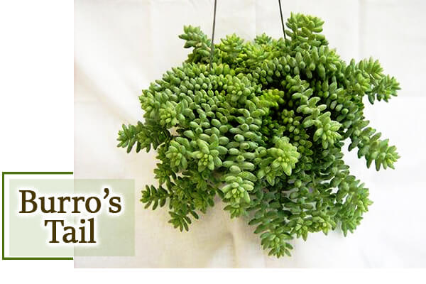 burro's tail