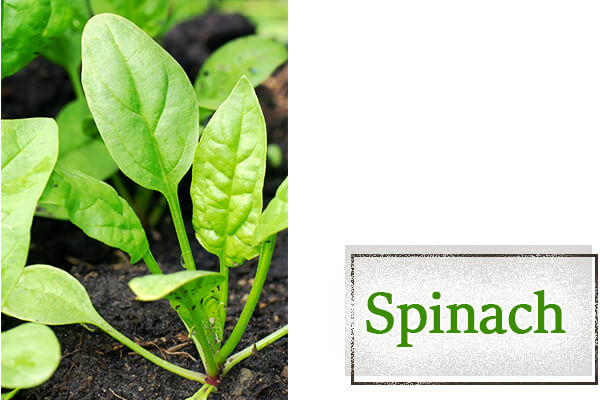 Spinach