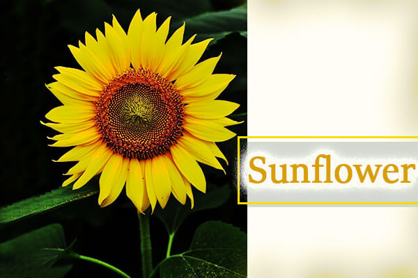 sunflower