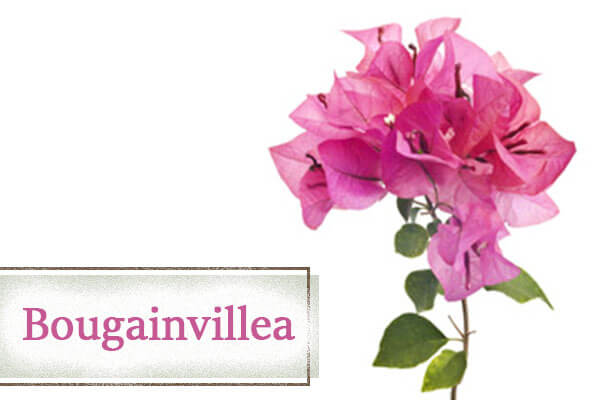 Bougainvillea - Climbing Plants and Creeper Plants