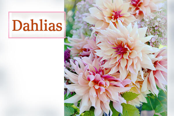 Dahlias