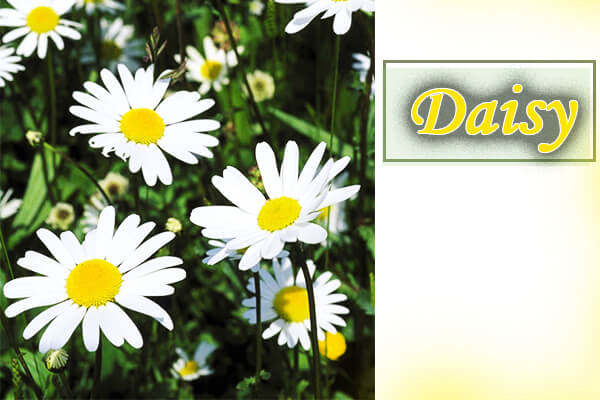 Daisy