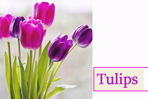Tulips