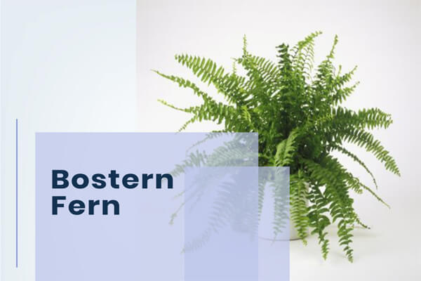 Bostern Fern