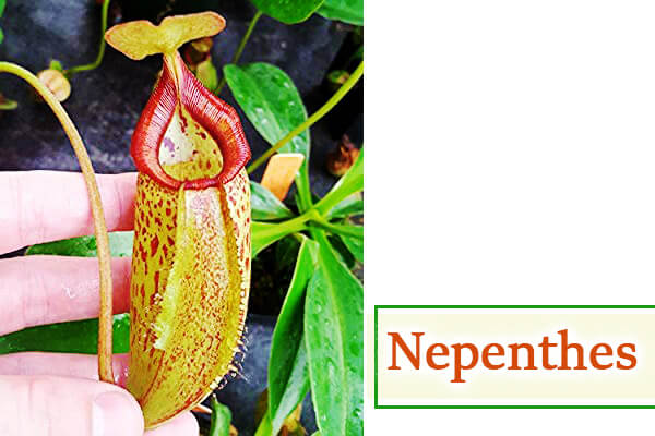 Nepenthes