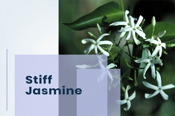 Stiff Jasmine