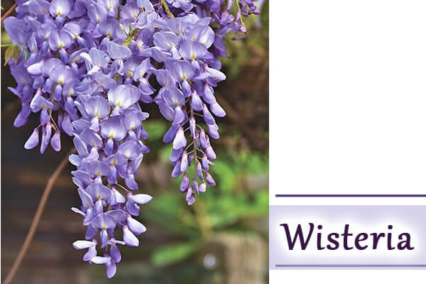 Wisteria - Climbing Plants and Creeper Plants