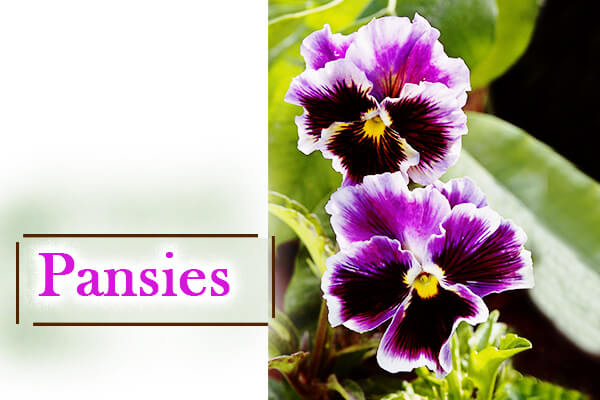 Pansies