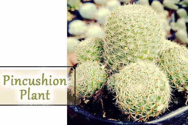pincushion plant