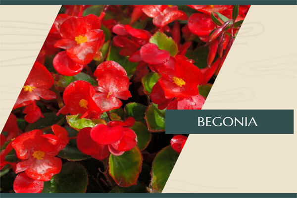 Begonia