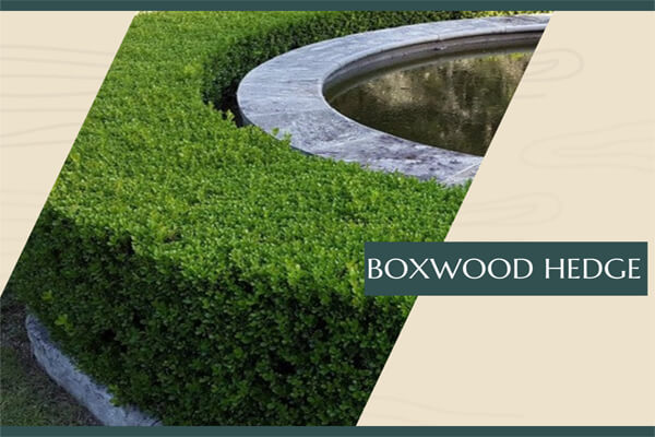 Boxwood Hedge