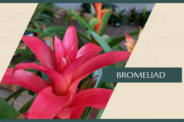 Bromeliad
