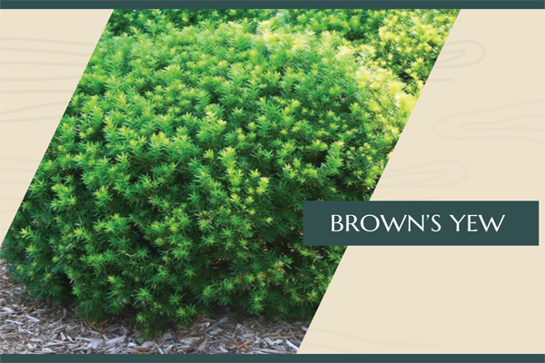 Brown's Yew