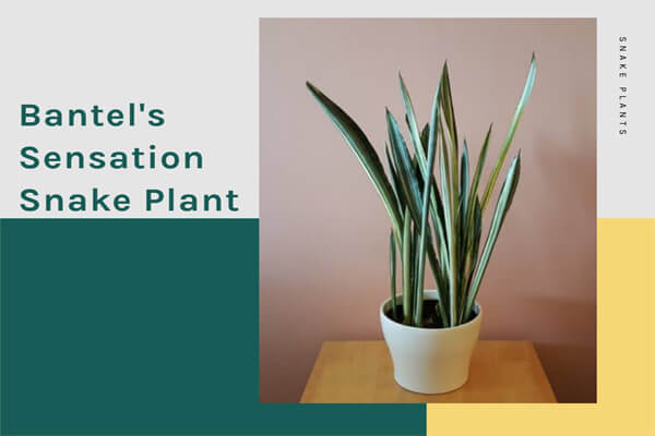 Bantel's Sensation Snake Plant