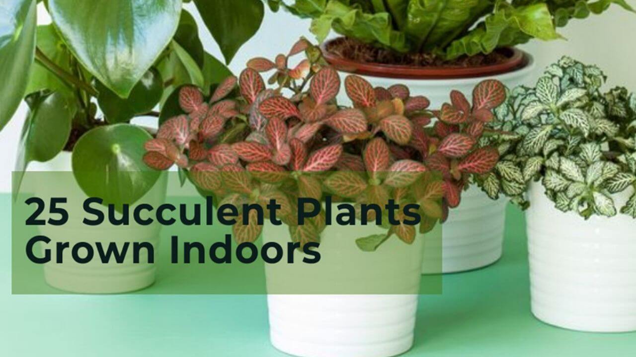 Best Succulent plants for indoor garden