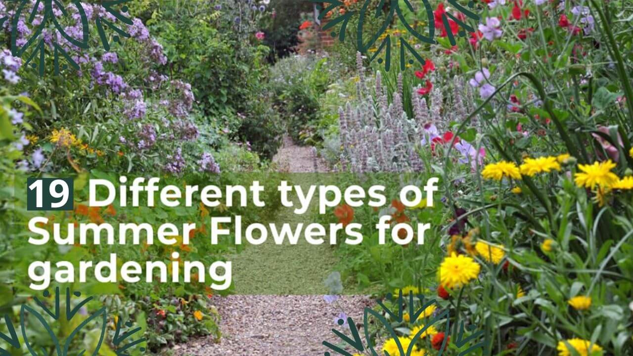 Best Summer flowers for home gardening