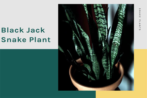 Black Jack Snake Plant