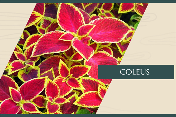 Coleus