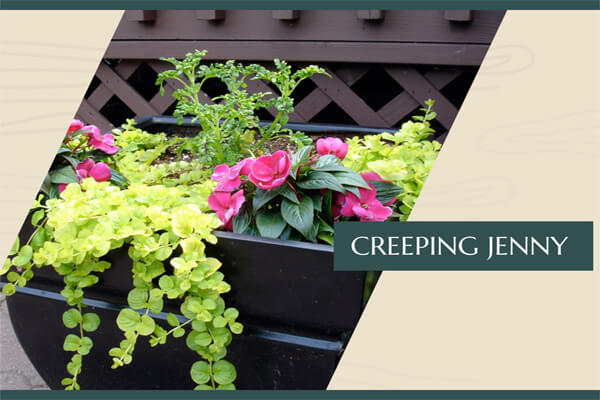 Creeping Jenny