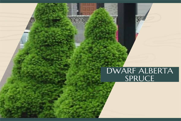 Dwarf Alberta Spruce
