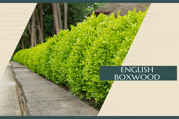 English Boxwood