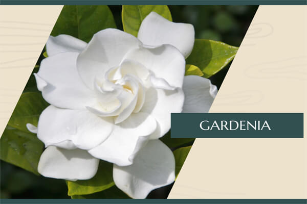 Gardenia